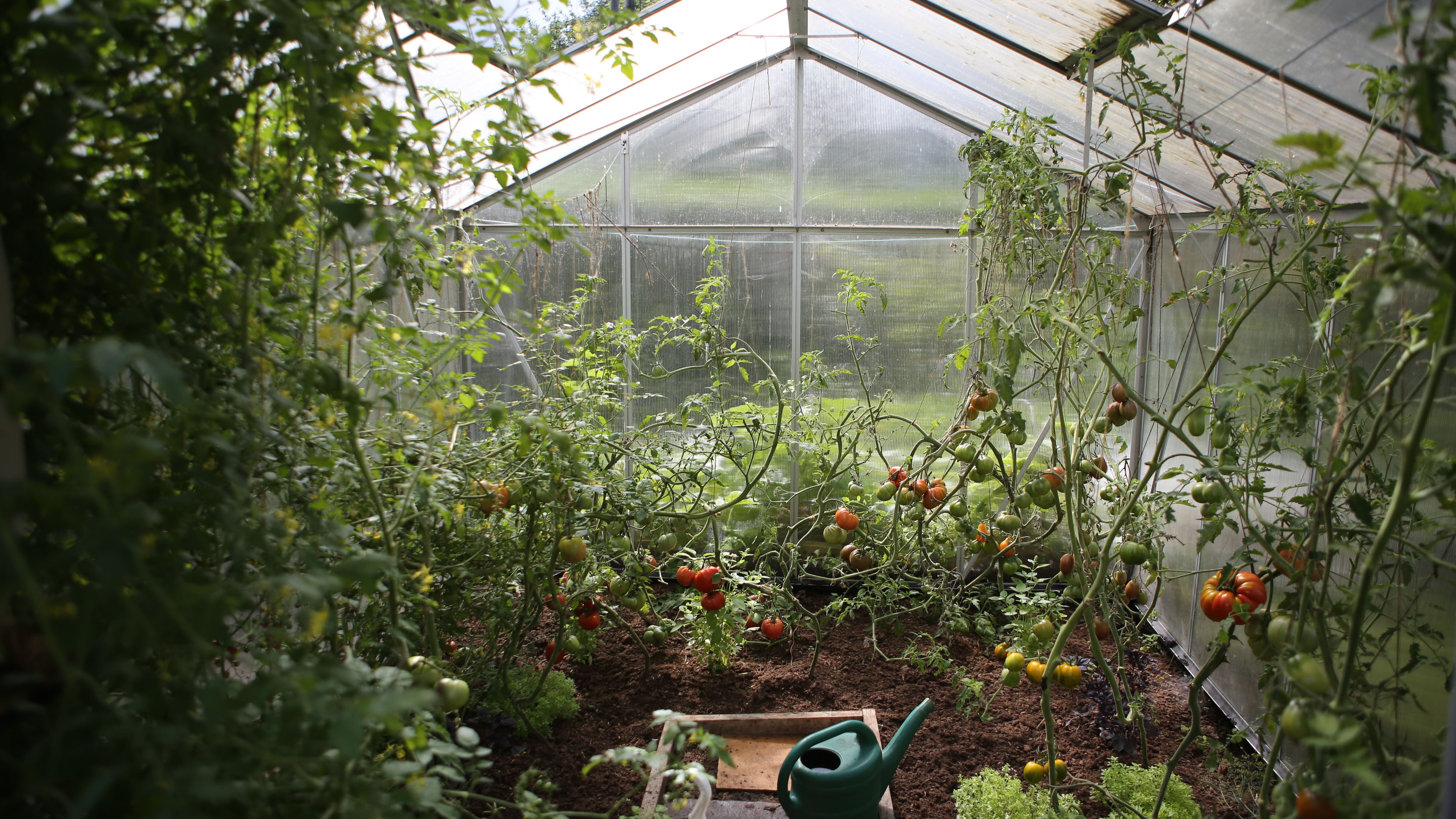 Какие растения можно посадить в теплицу в апреле - список и советы Какие растения можно посадить в теплицу в апреле - список и советы