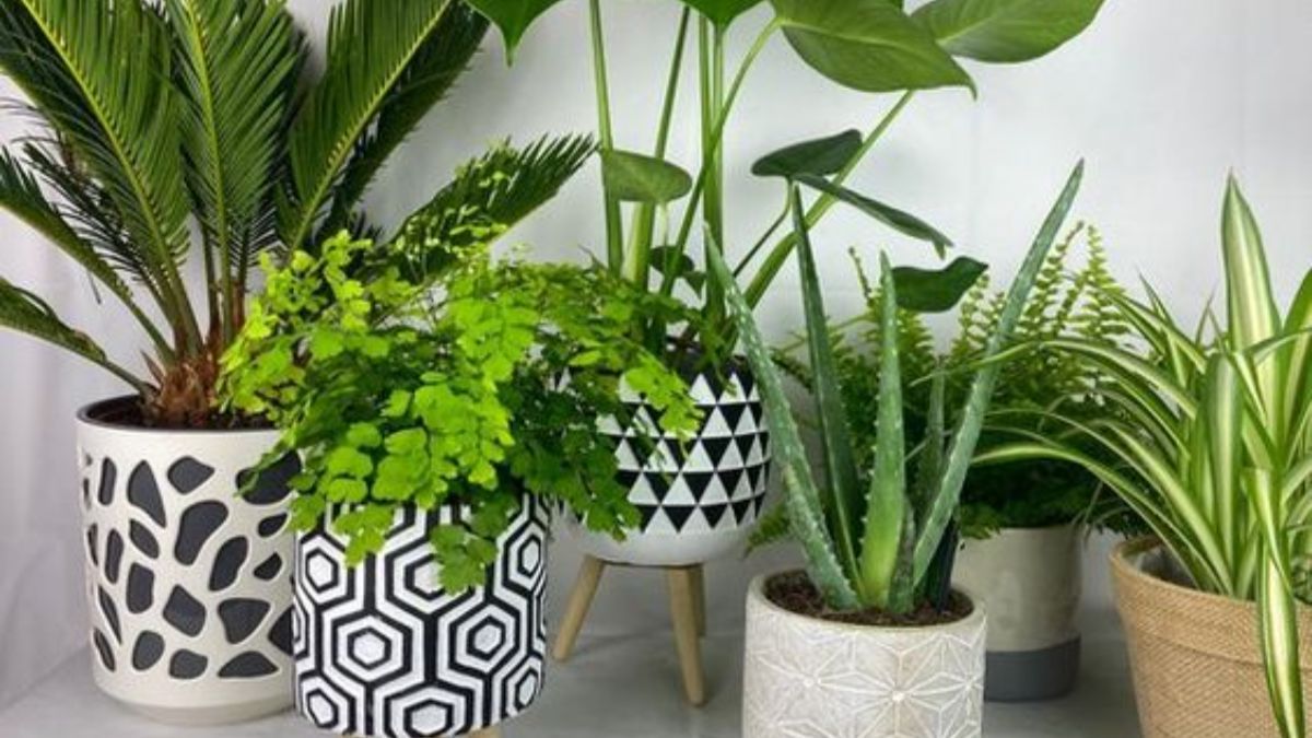 Полезные вазоны для дома Полезные вазоны для дома