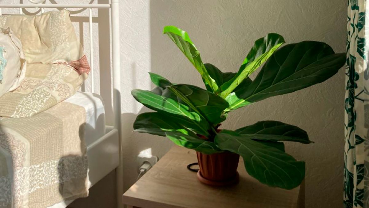 6 растений, которые нельзя ставить в спальне – полезные советы