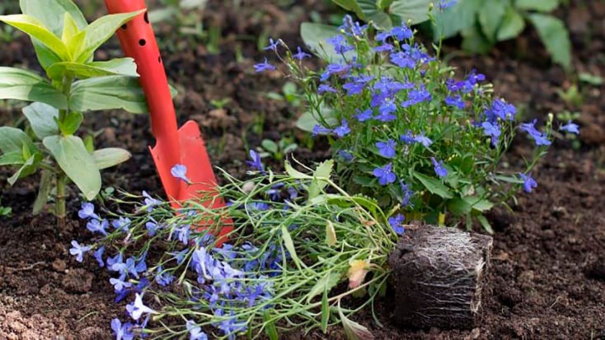 6 цветов, которые сеют в открытую почву в апреле 6 цветов, которые сеют в открытую почву в апреле