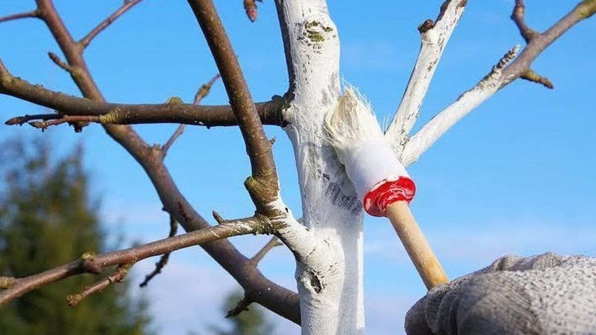 Які дерева не можна білити - поради для побілки й рецепти Які дерева не можна білити - поради для побілки й рецепти