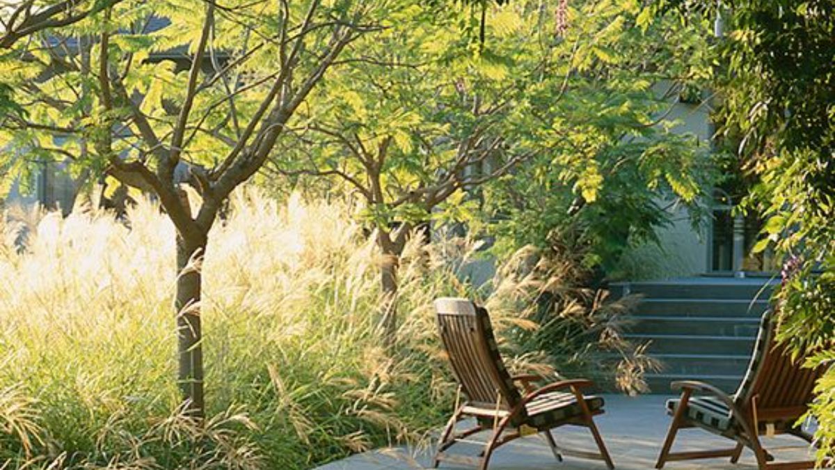 Какие деревья нельзя сажать во дворе – список Какие деревья нельзя сажать во дворе – список