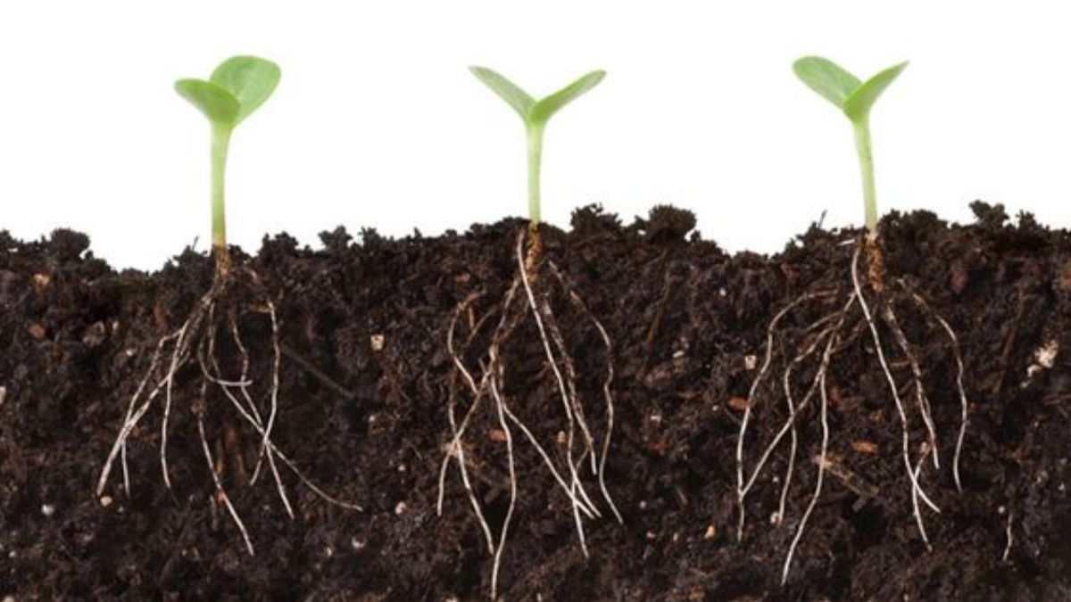 Що не можна садити після часника Що не можна садити після часника