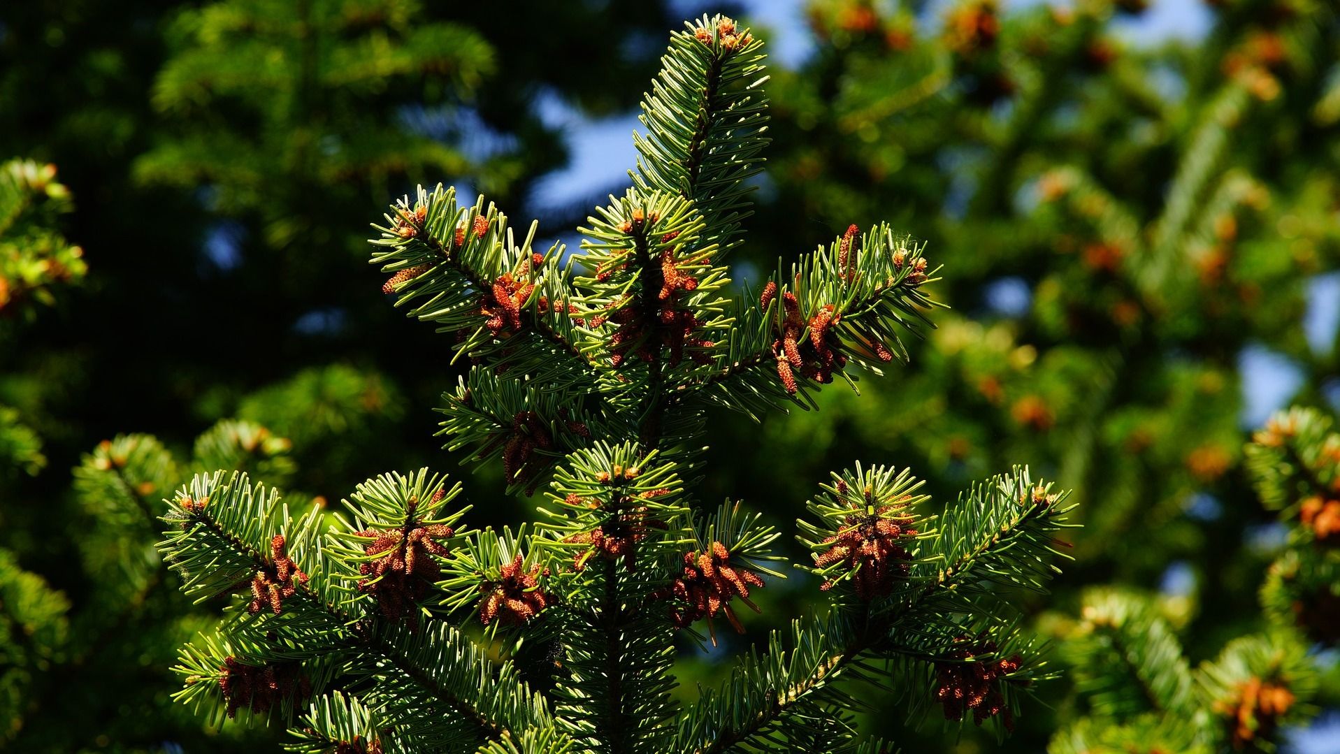 Можно ли сажать елки или туи возле дома - объяснения и советы Можно ли сажать елки или туи возле дома - объяснения и советы