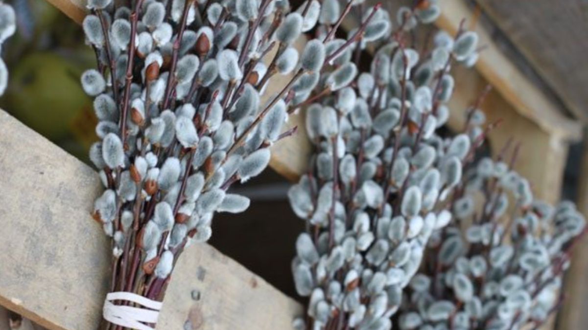 Вербное воскресенье 2023 – как выбрать вербу для освящения Вербное воскресенье 2023 – как выбрать вербу для освящения