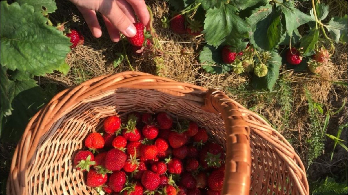 Як садити полуницю весною – які рослини вирощувати біля неї Як садити полуницю весною – які рослини вирощувати біля неї
