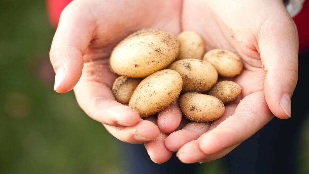 Як правильно садити картоплю весною 2023