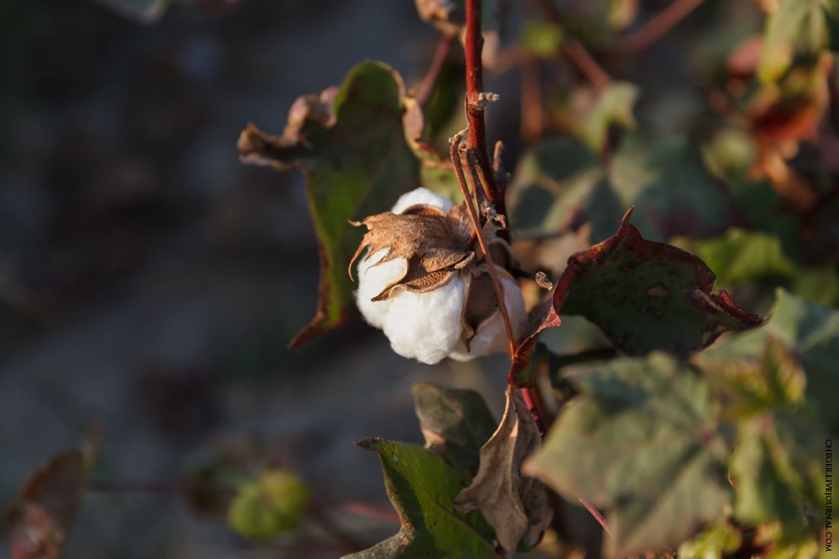 Хлопок Хлопок