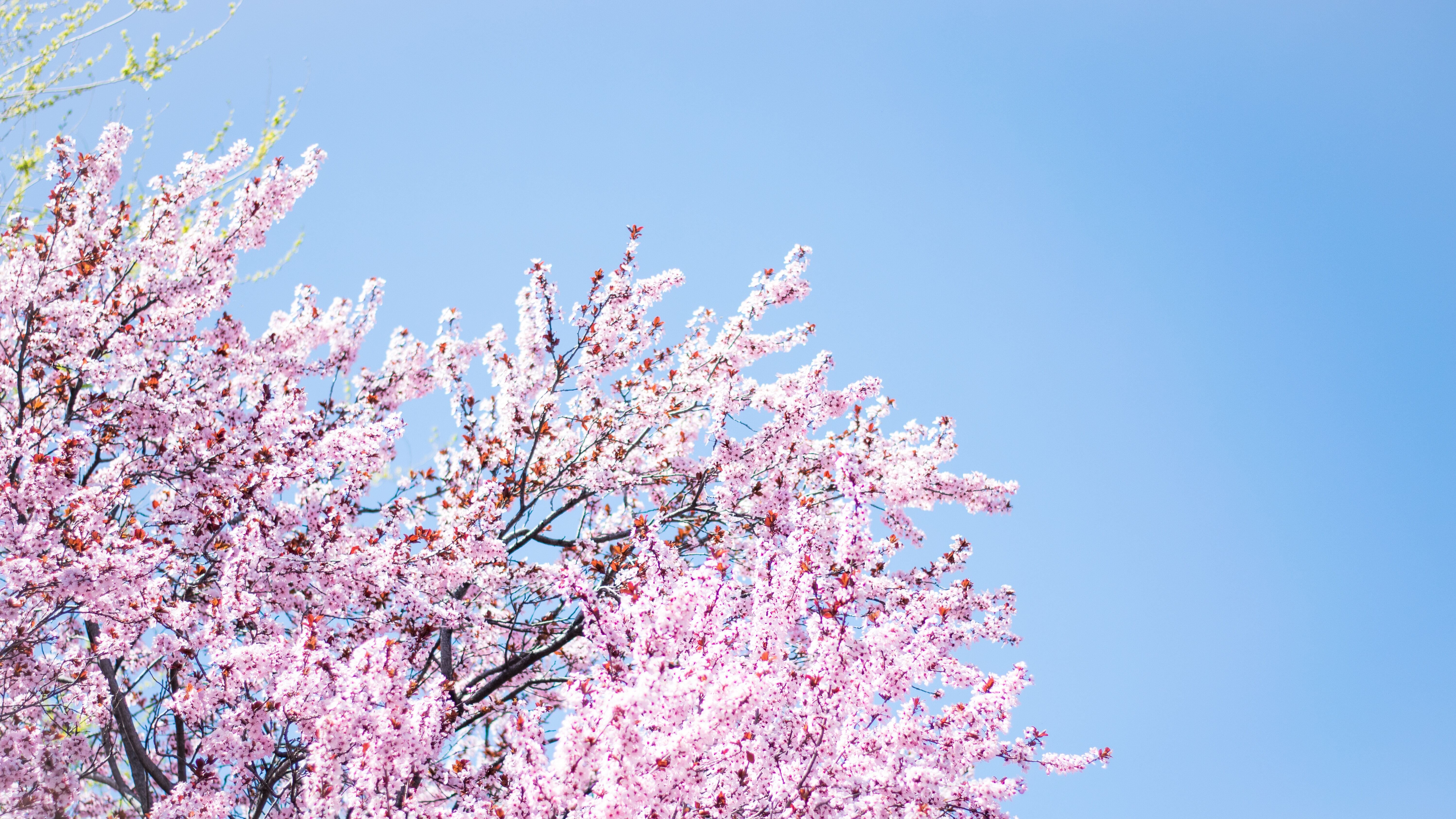 8 квітня - яке сьогодні свято і що не можна робити, прикмети й іменини 8 квітня - яке сьогодні свято і що не можна робити, прикмети й іменини