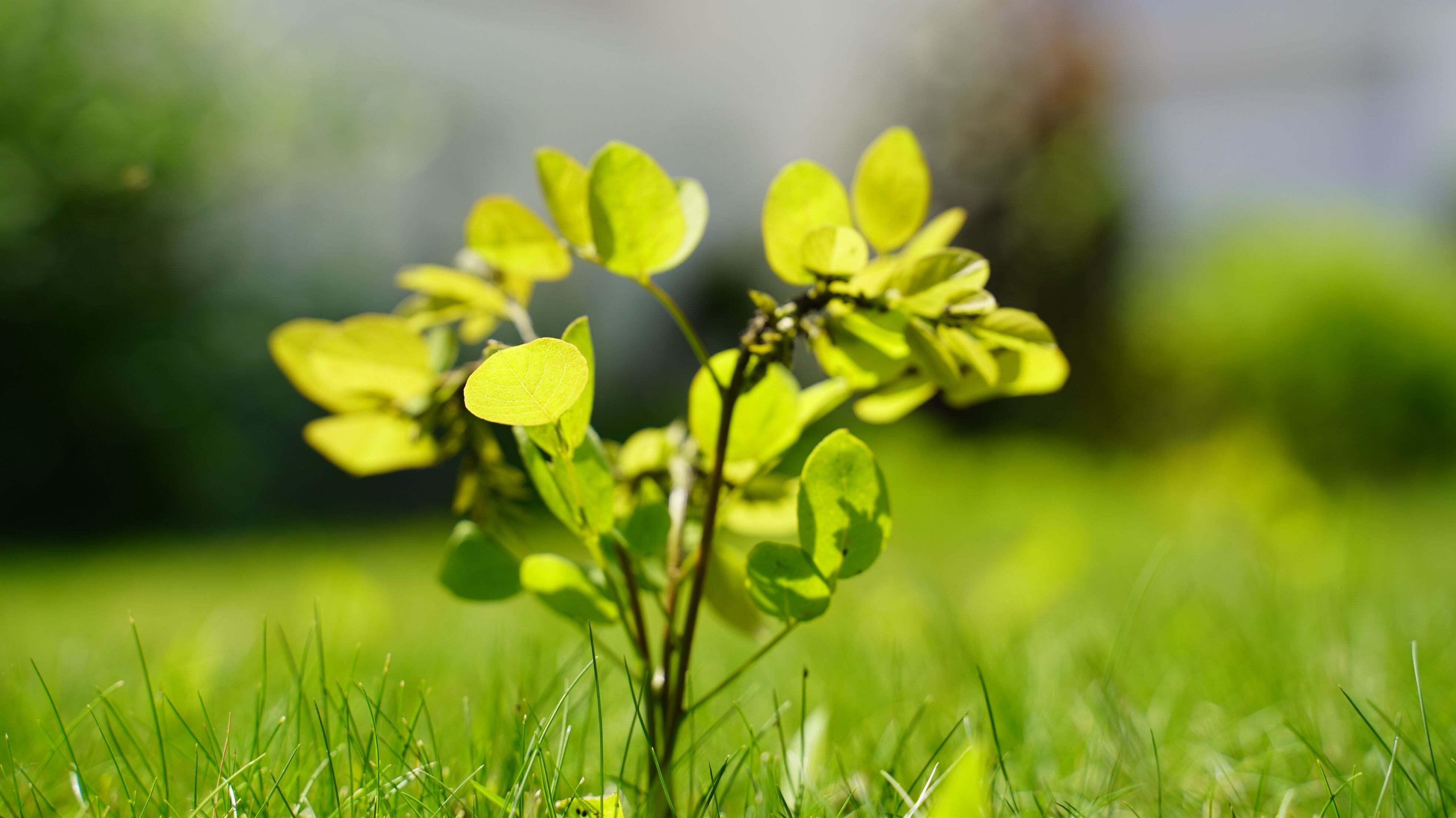 Які дерева можна садити в тіні - плодові та декоративні - поради для саду Які дерева можна садити в тіні - плодові та декоративні - поради для саду