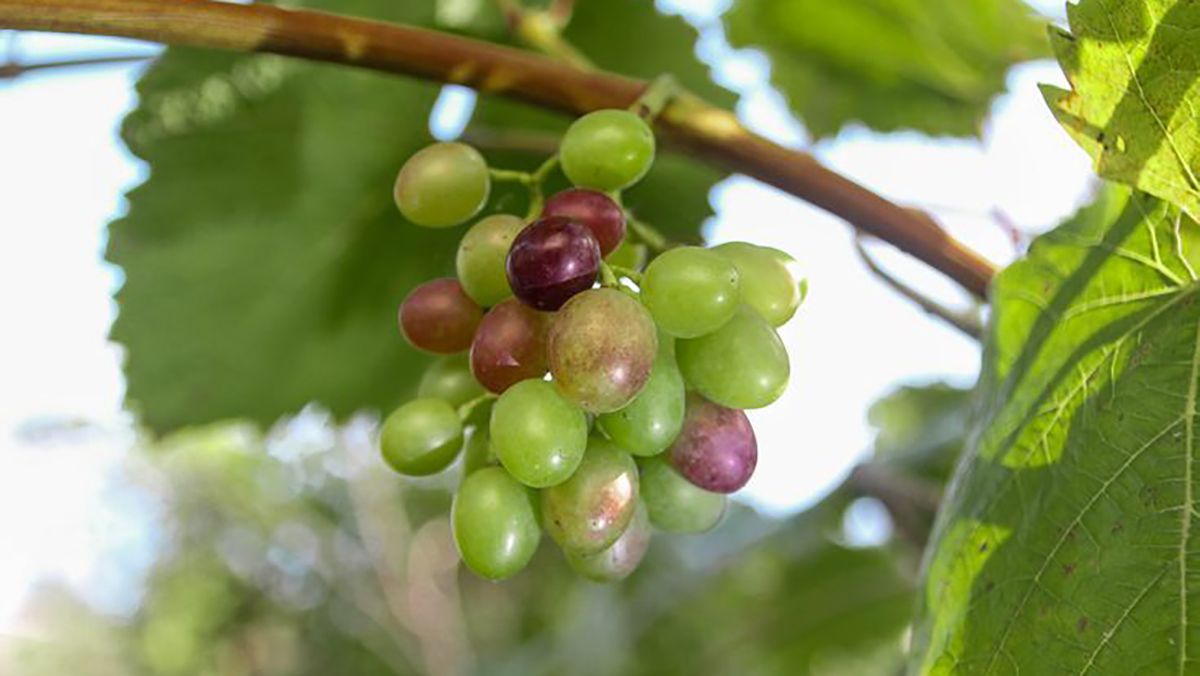 Когда сажать виноград весной – идеальный месяц для посадки