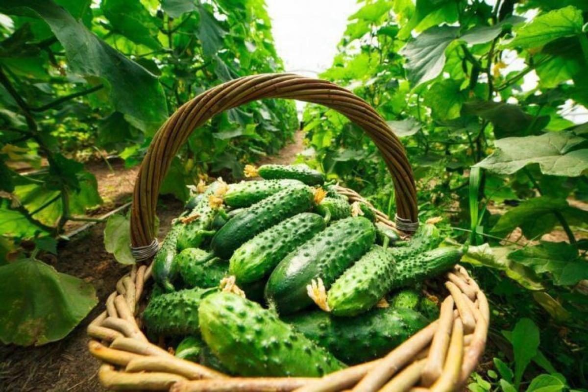Які овочі та рослини не можна садити з огірками