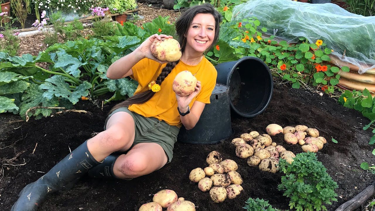 Що садити після картоплі – капуста, кабачки, огірки можна висаджувати після картоплі - Lifestyle 24