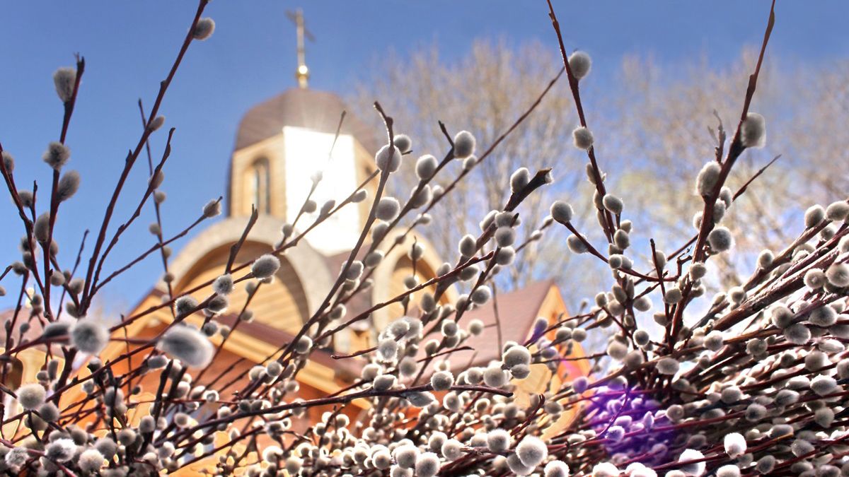 Що робити з минулорічною вербою Що робити з минулорічною вербою