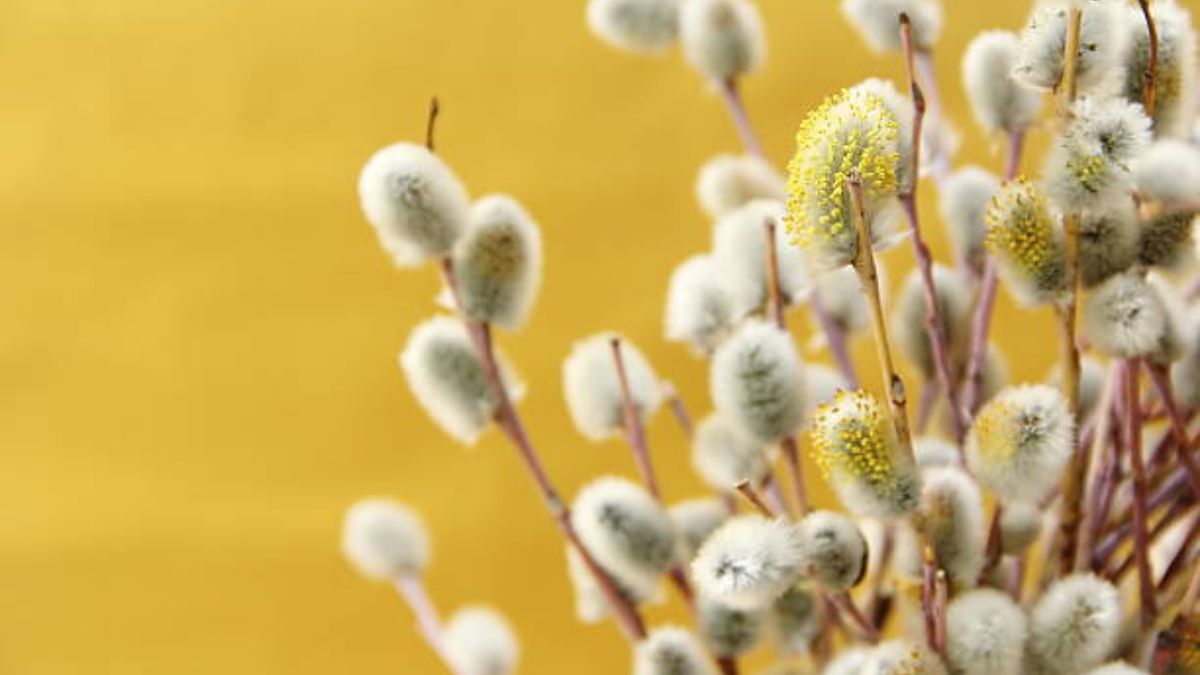 Картинки с Вербным воскресеньем 2023 – поздравления с праздником Картинки с Вербным воскресеньем 2023 – поздравления с праздником