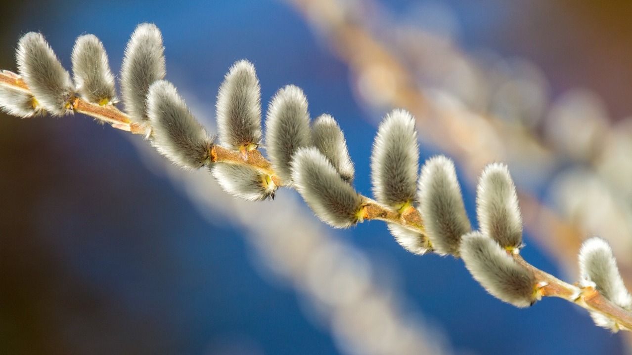 9 квітня - яке сьогодні свято і що не можна робити у Вербну неділю 9 квітня - яке сьогодні свято і що не можна робити у Вербну неділю