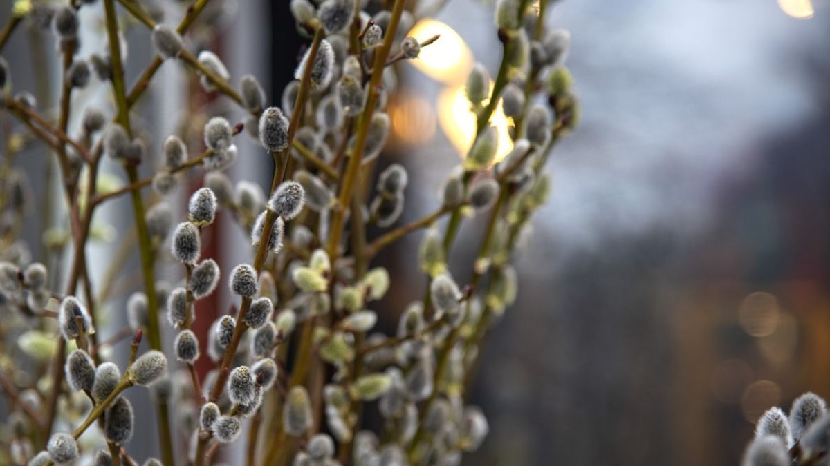 Поздравления с Вербным воскресеньем 2023 – поздравления в прозе и стихах Поздравления с Вербным воскресеньем 2023 – поздравления в прозе и стихах