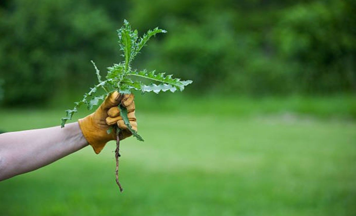 Как избавиться от сорняка на огороде – советы, методы