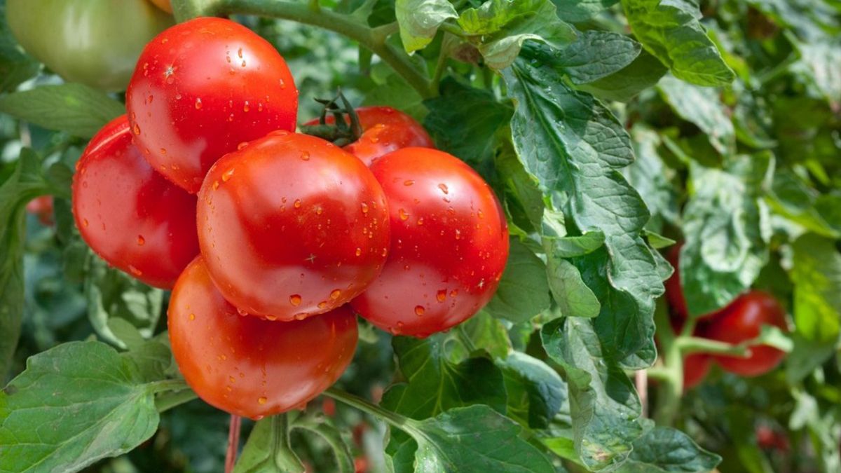 Які овочі та зелень можна садити поруч з помідорами, а які ні