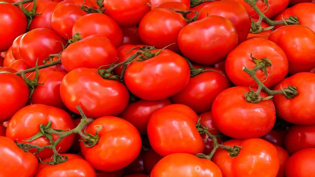 Що садити після помідорів 