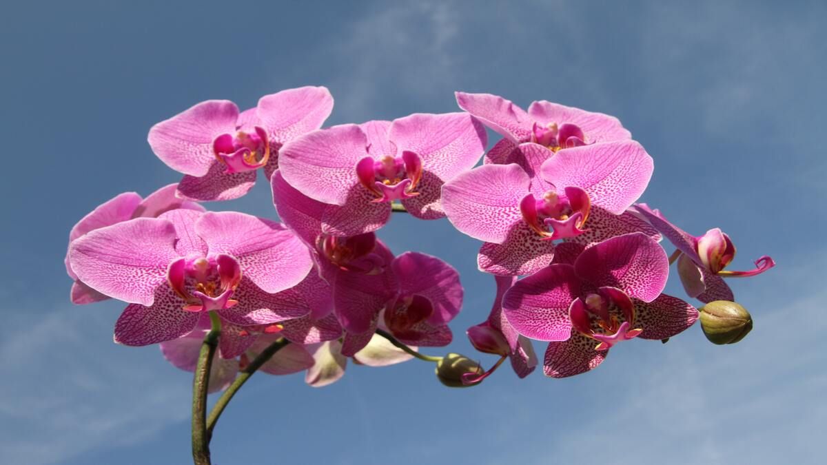 Як посадити орхідею вдома, щоб вона зацвіла