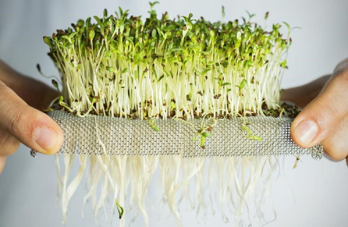 Як виростити мікрозелень у домашніх умовах – прості лайфхаки 