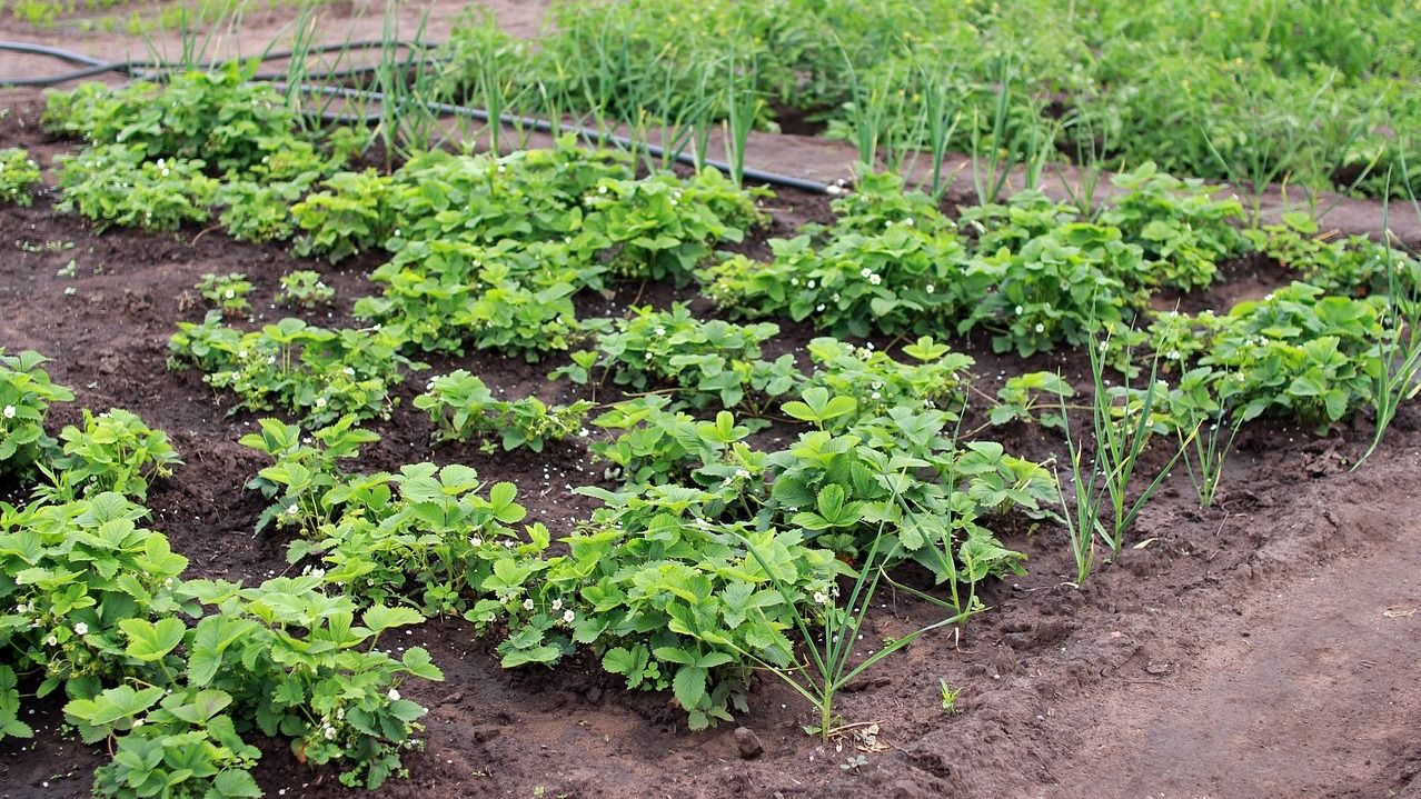 Що не можна садити на городі - детальний список і поради Що не можна садити на городі - детальний список і поради