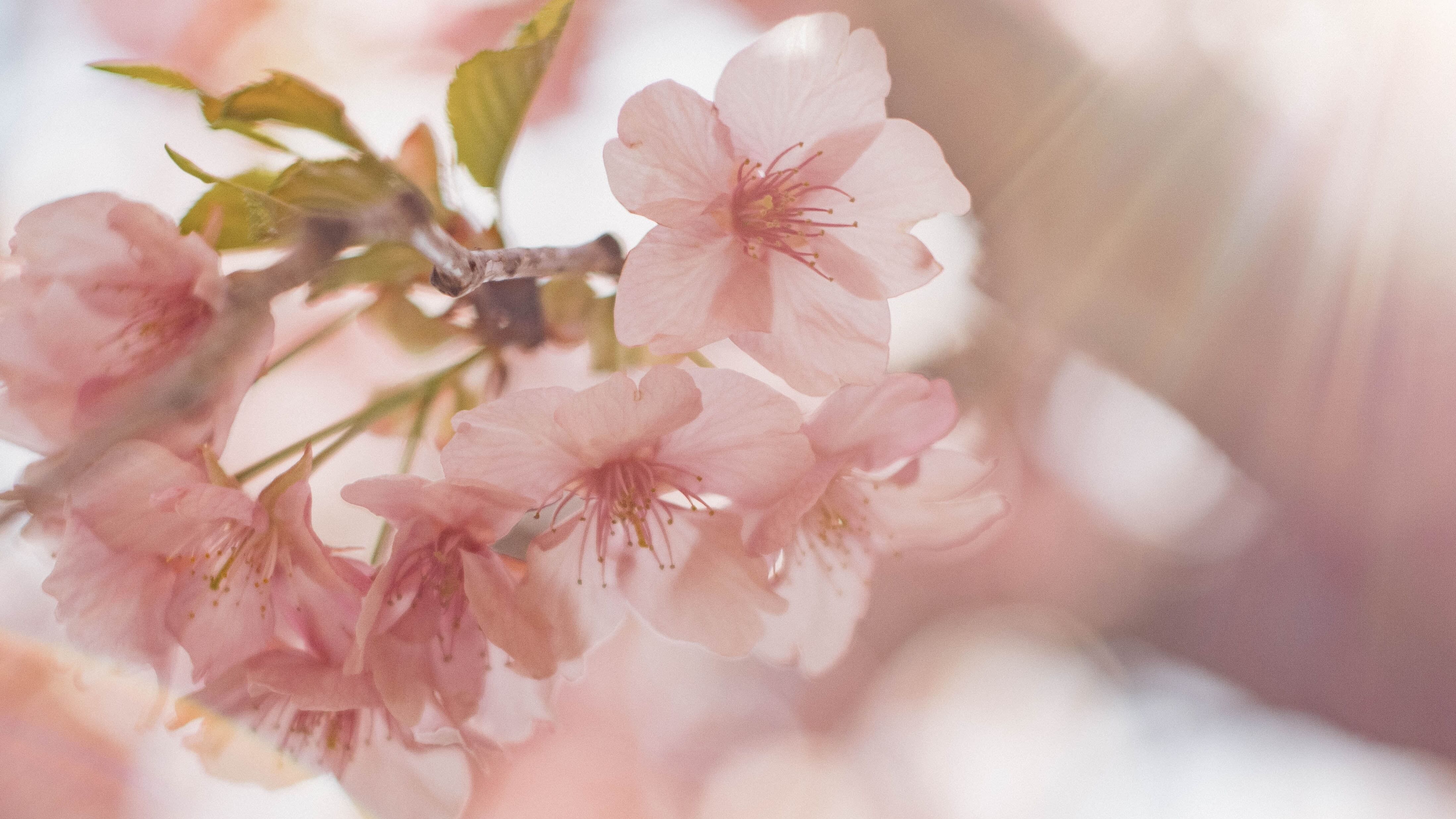 Яке свято 11 квітня Яке свято 11 квітня