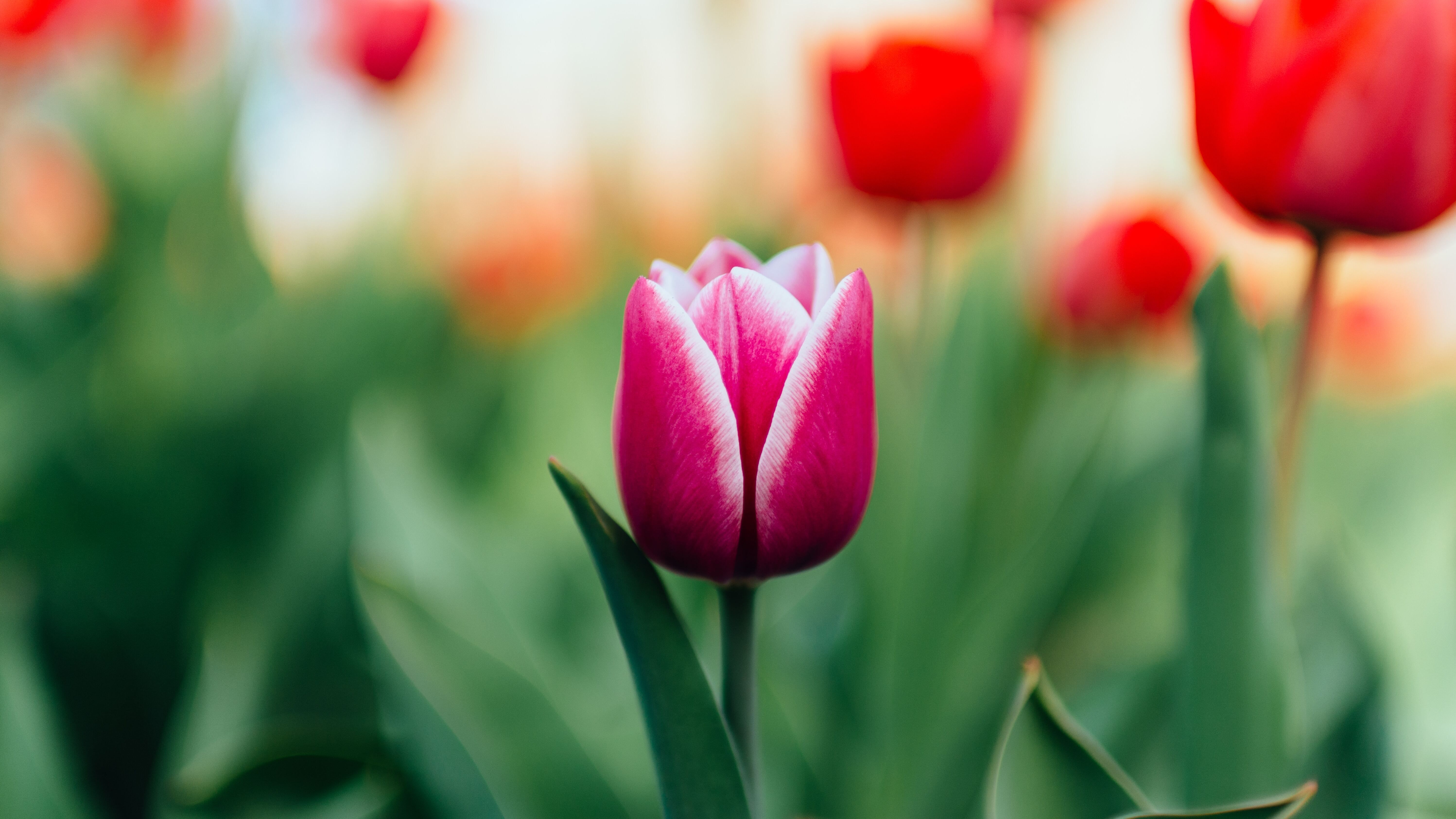 12 квітня - яке сьогодні свято і що не можна робити, іменини і прикмети 12 квітня - яке сьогодні свято і що не можна робити, іменини і прикмети