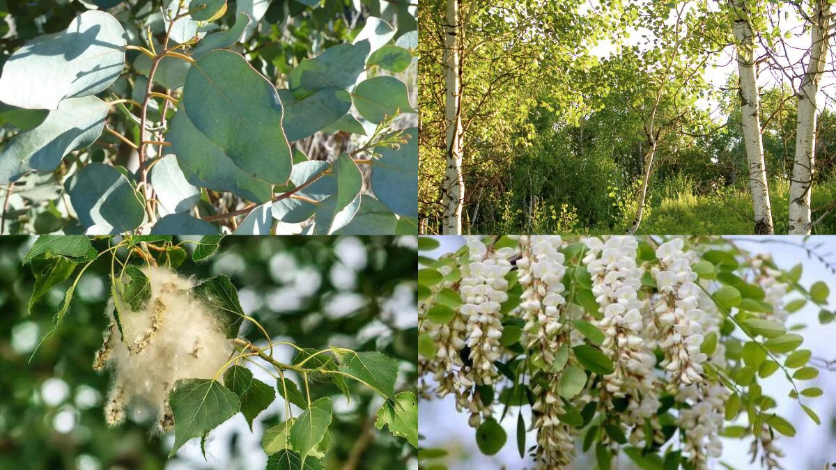 Дерева, які швидко ростуть Дерева, які швидко ростуть