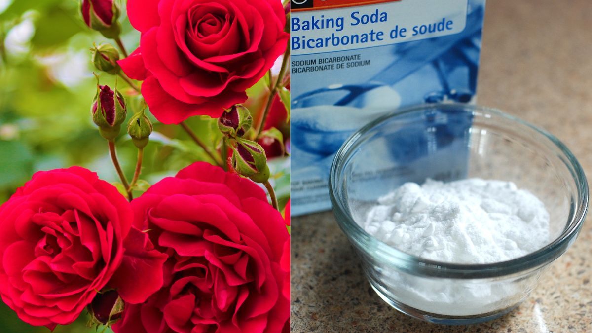 Як за допомогою соди пришвидшити ріст квітів Як за допомогою соди пришвидшити ріст квітів