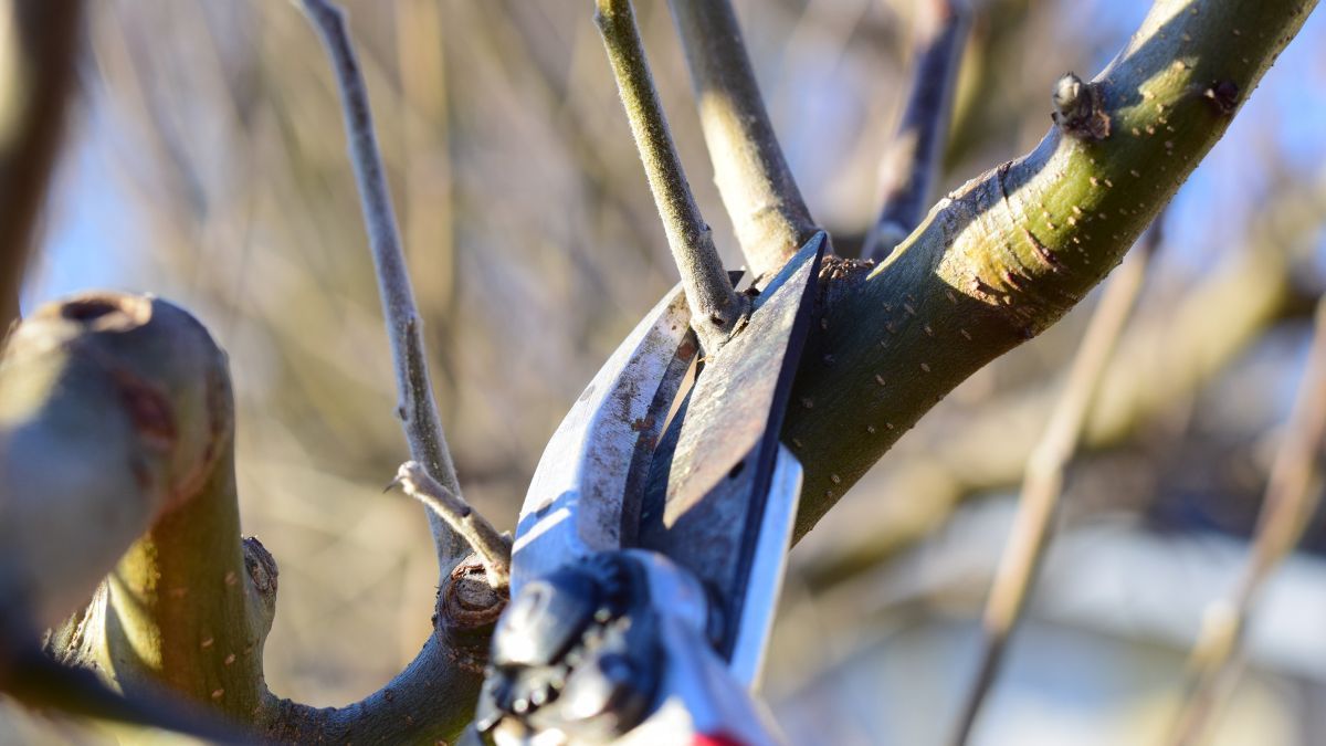 Як правильно обрізати молоді дерева Як правильно обрізати молоді дерева