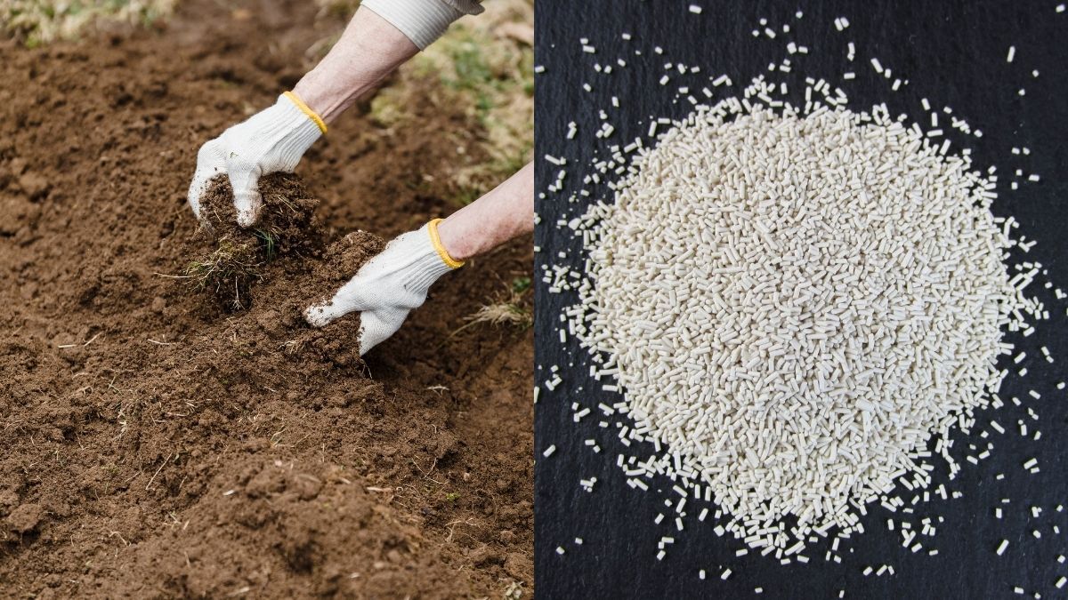 Какие растения нельзя удобрять дрожжами Какие растения нельзя удобрять дрожжами