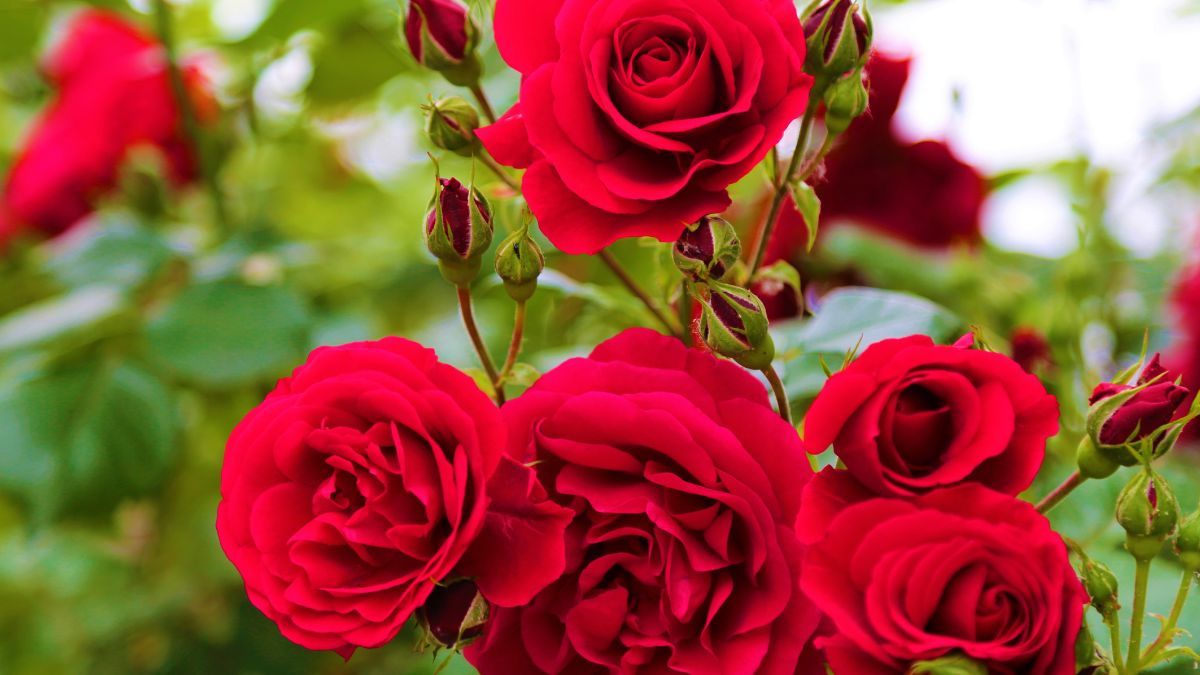 Чим не варто удобрювати троянди Чим не варто удобрювати троянди