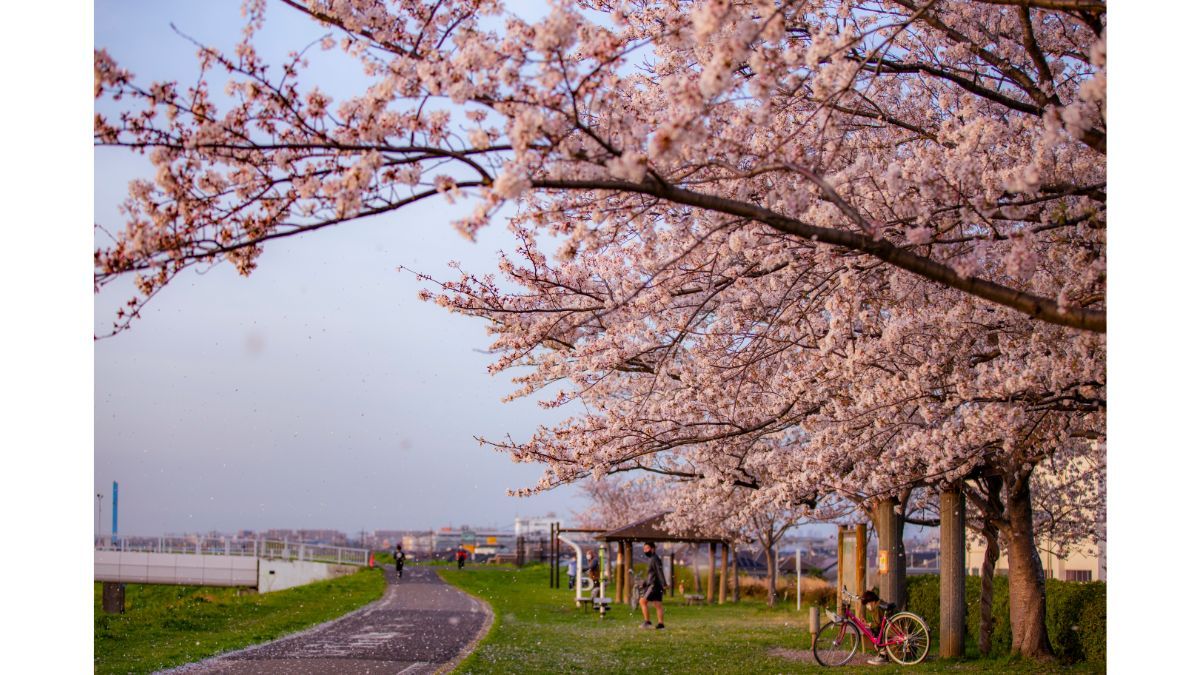Чи можна садити сакуру вдома Чи можна садити сакуру вдома