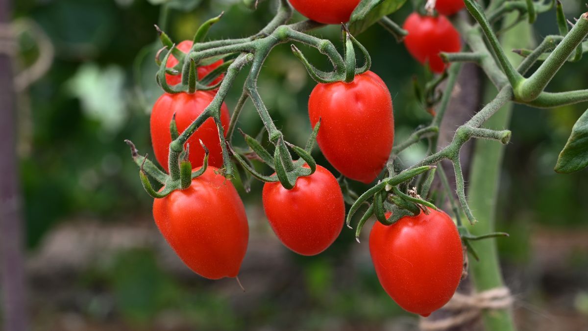 Що не можна садити біля помідорів