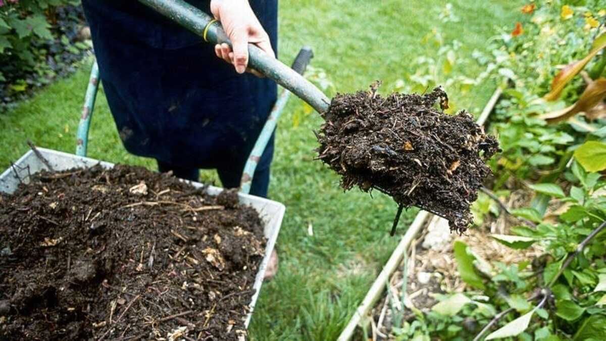 Чим не можна удобрювати малину Чим не можна удобрювати малину