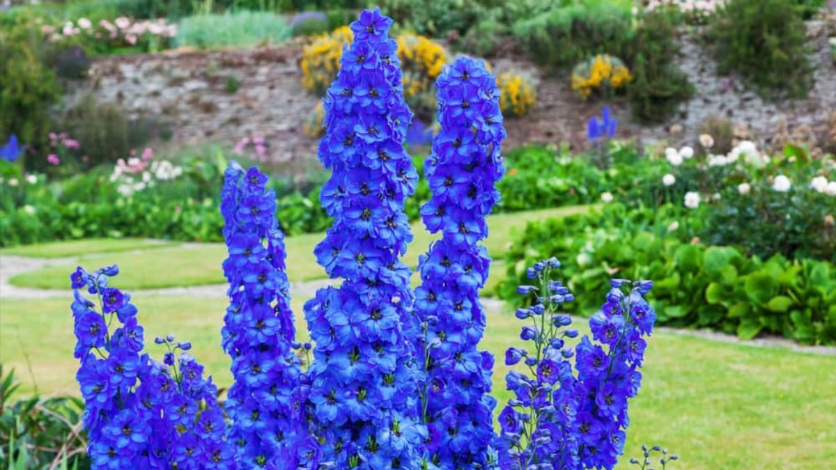 Многолетние цветы, цветущие все лето Многолетние цветы, цветущие все лето