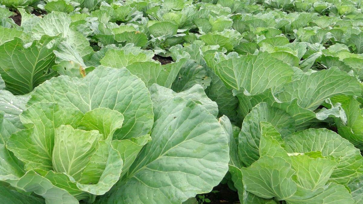 Рассада капусты: что делать, когда желтеют листья Рассада капусты: что делать, когда желтеют листья