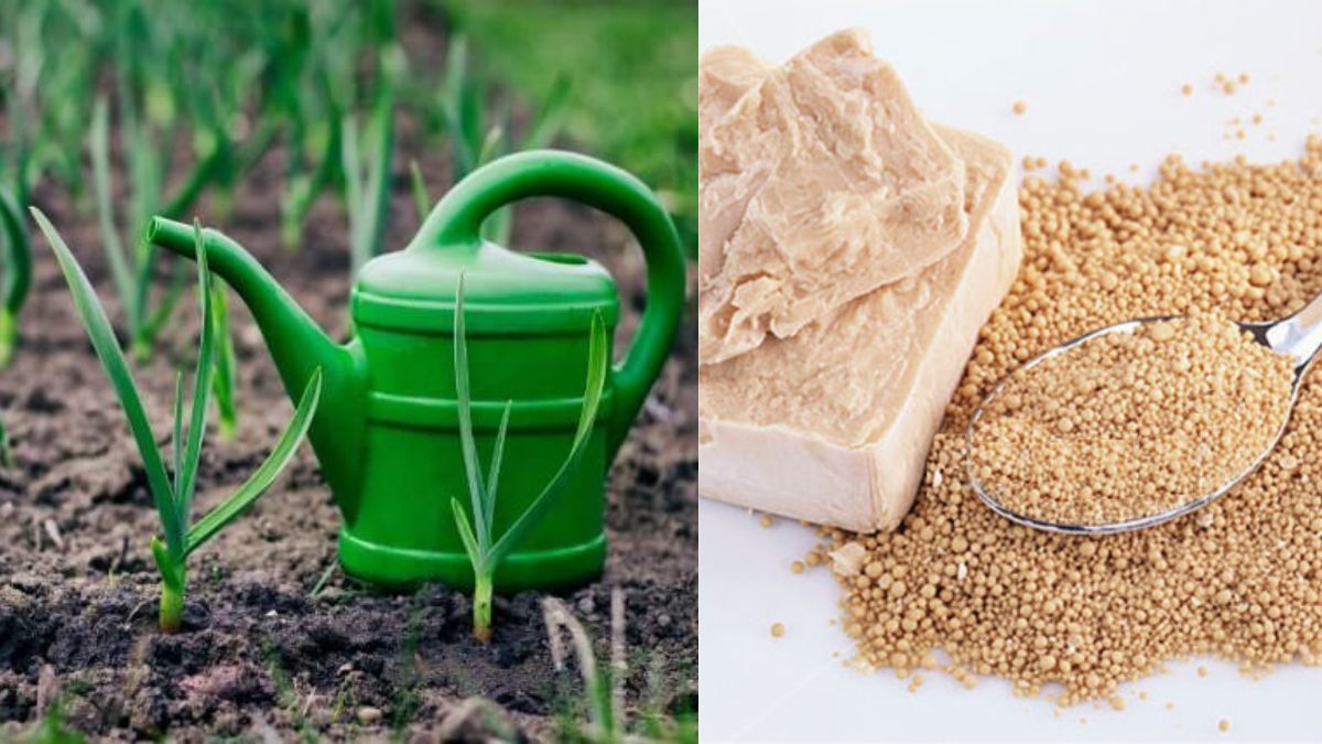 Как подкормить чеснок дрожжами Как подкормить чеснок дрожжами