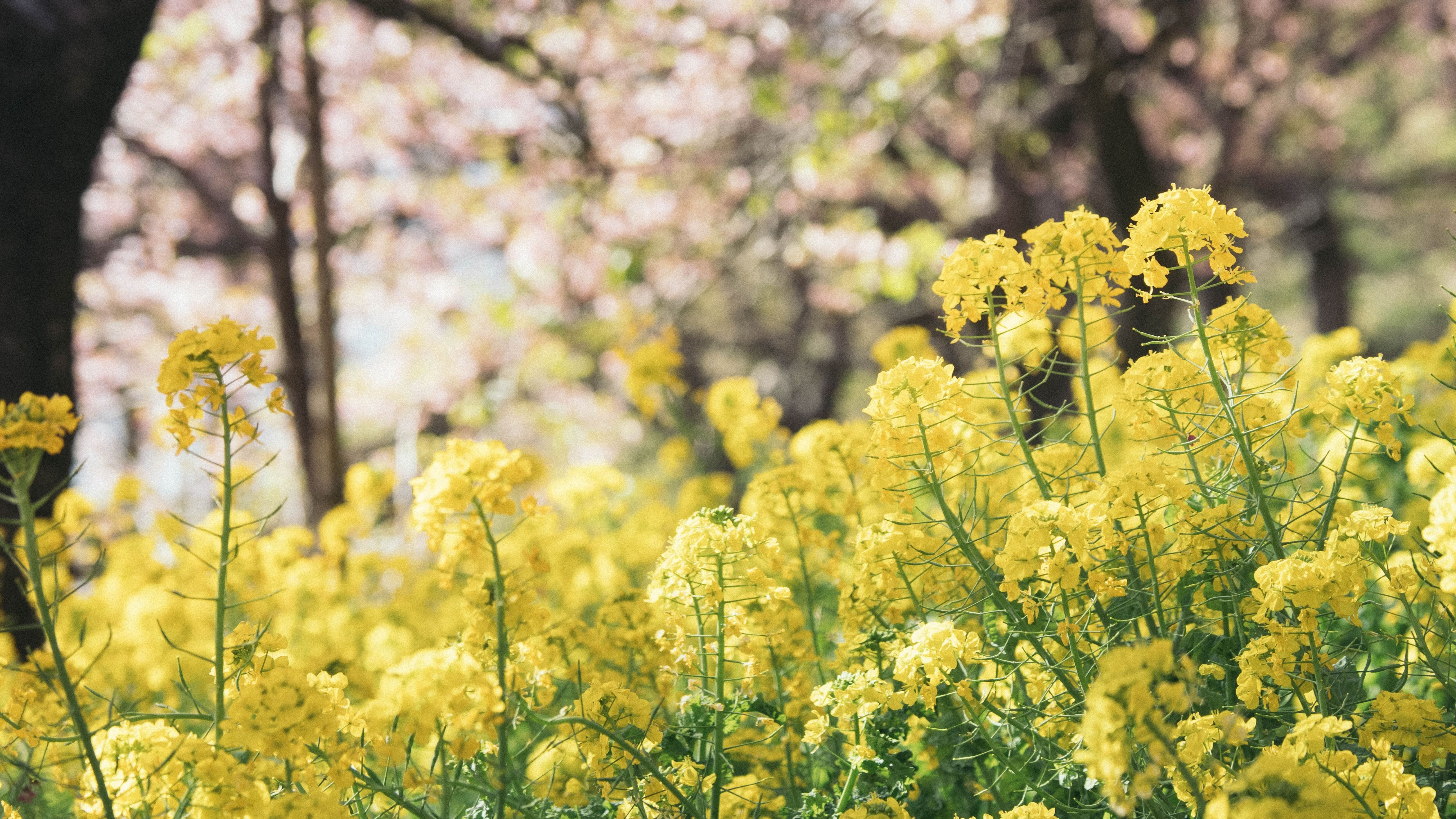 24 квітня - яке сьогодні свято і що не можна робити, прикмети 24 квітня - яке сьогодні свято і що не можна робити, прикмети