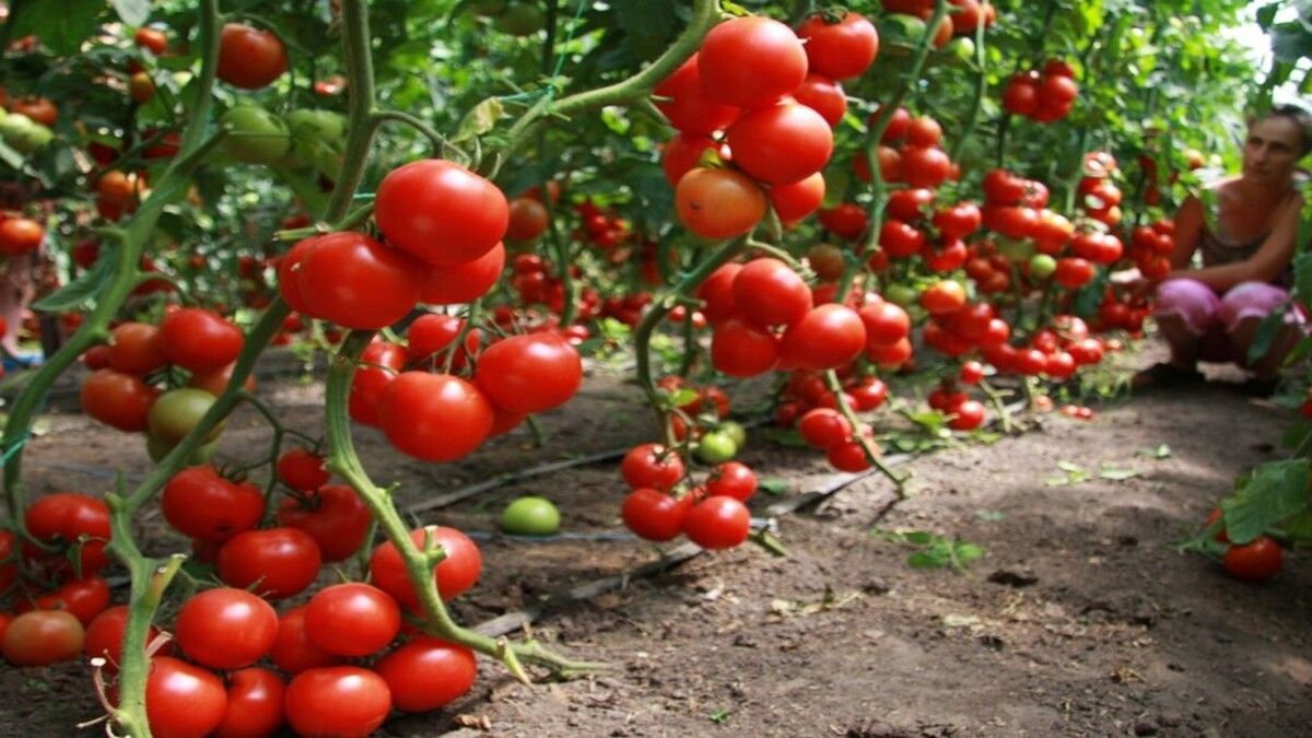 Як не можна вирощувати помідори