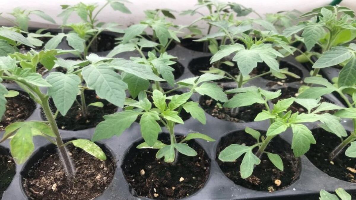 Чому гине розсада помідорів Чому гине розсада помідорів