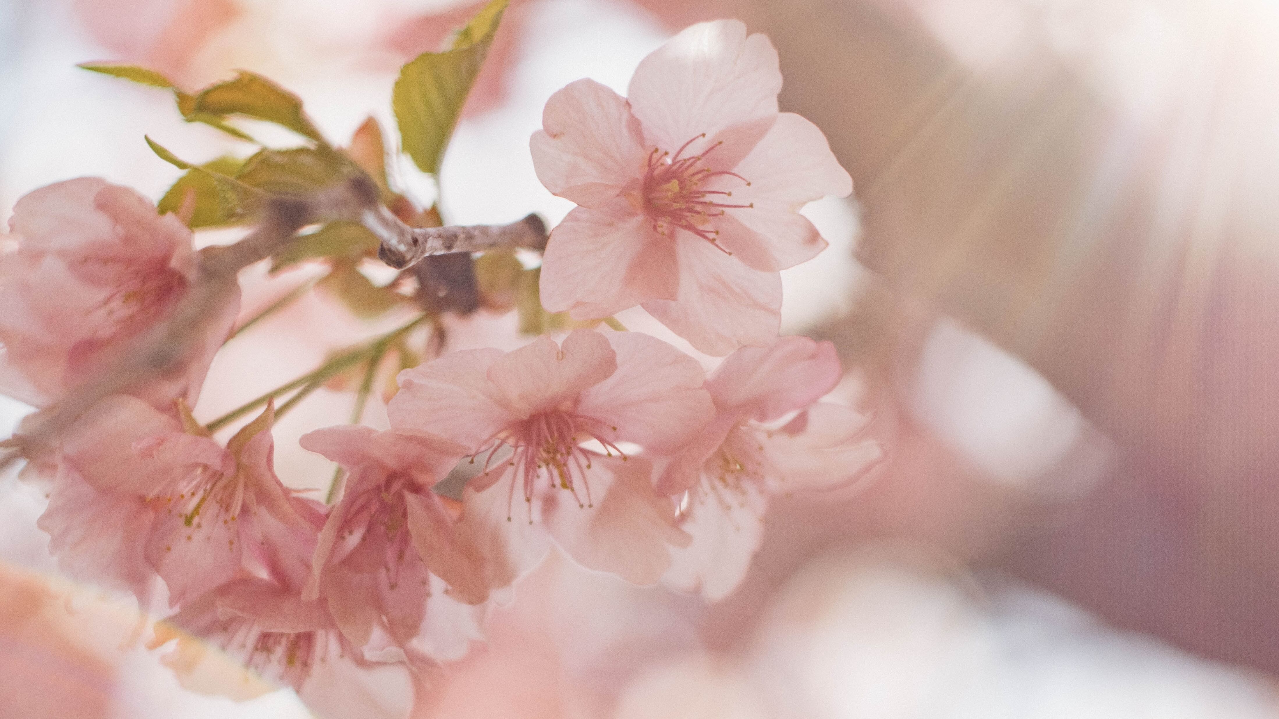 25 квітня - яке сьогодні свято і що не можна робити, День доньки 25 квітня - яке сьогодні свято і що не можна робити, День доньки