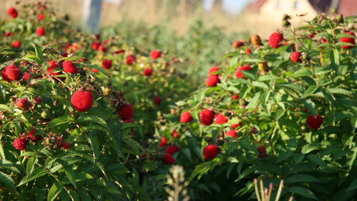 Что нельзя сажать у малины Что нельзя сажать у малины