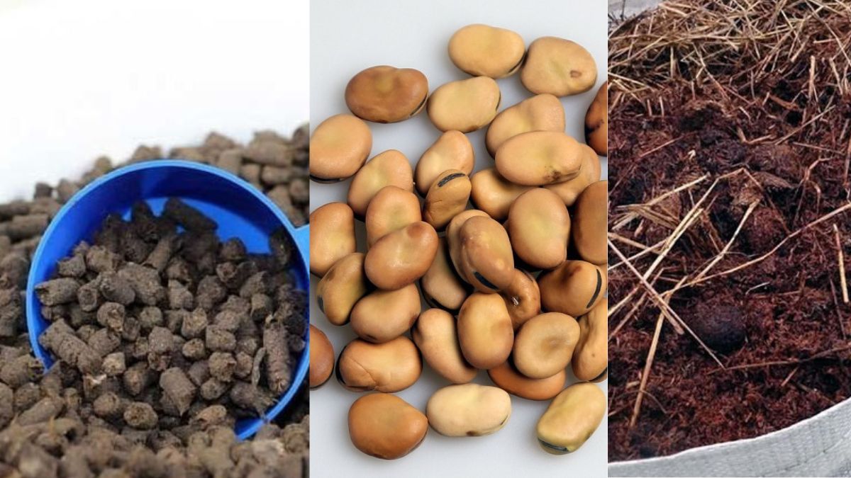 Чем удобрить землю весной Чем удобрить землю весной