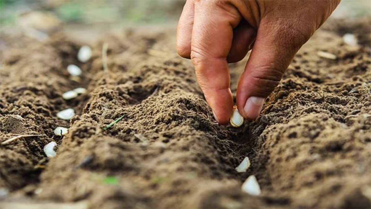 Посівний календар на травень Посівний календар на травень