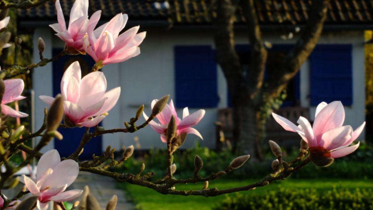 Вирощування магнолії в домашніх умовах Вирощування магнолії в домашніх умовах