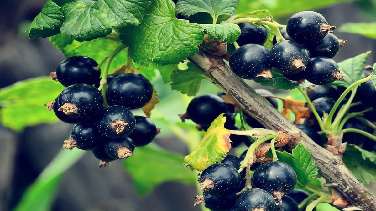 Як обрізати смородину Як обрізати смородину