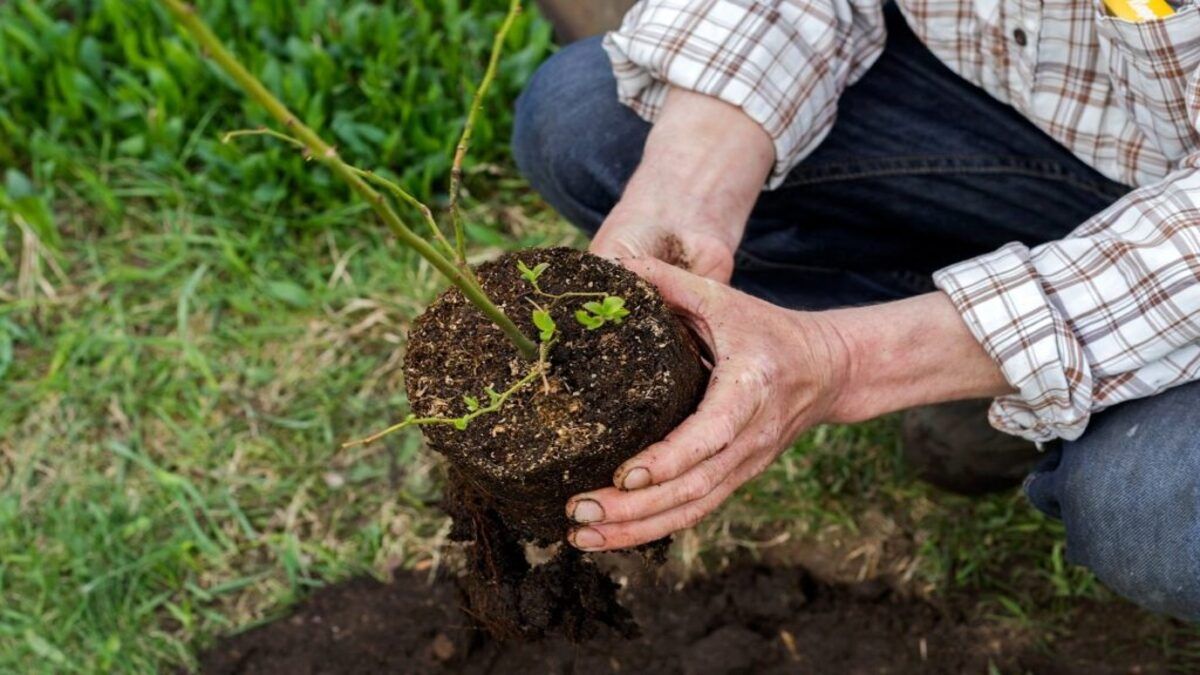 Як правильно посадити лохину Як правильно посадити лохину